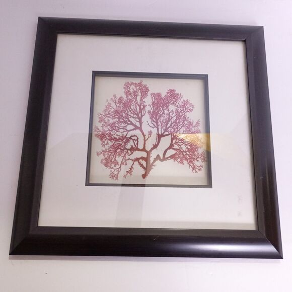 Henry Bradbury Seaweeds Nature Print Sphaerocccus Coronopifolius Framed Decor - Picture 1 of 3